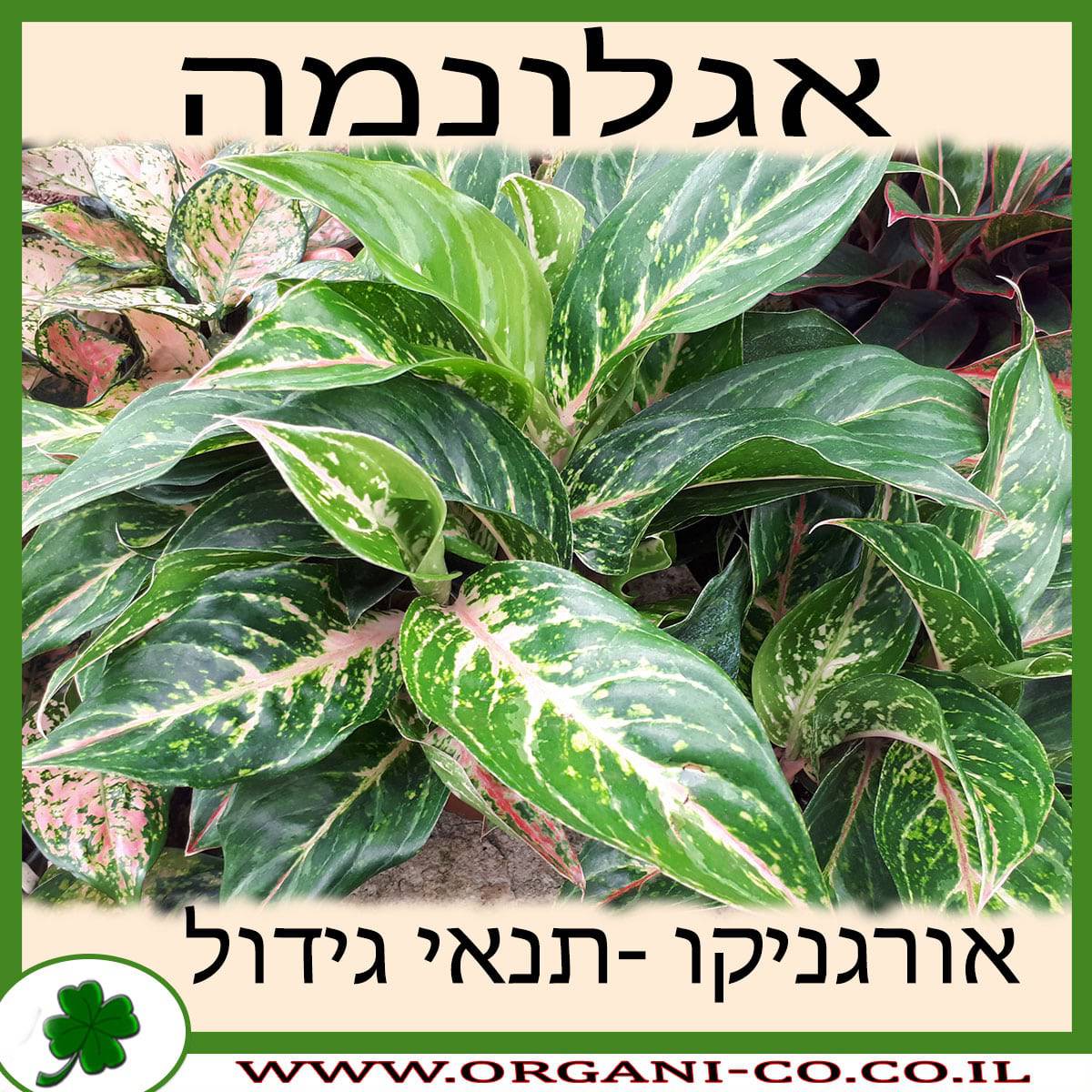 אגלונמה