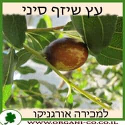 שיזף סיני 10 ליטר