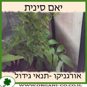 יאם סינית