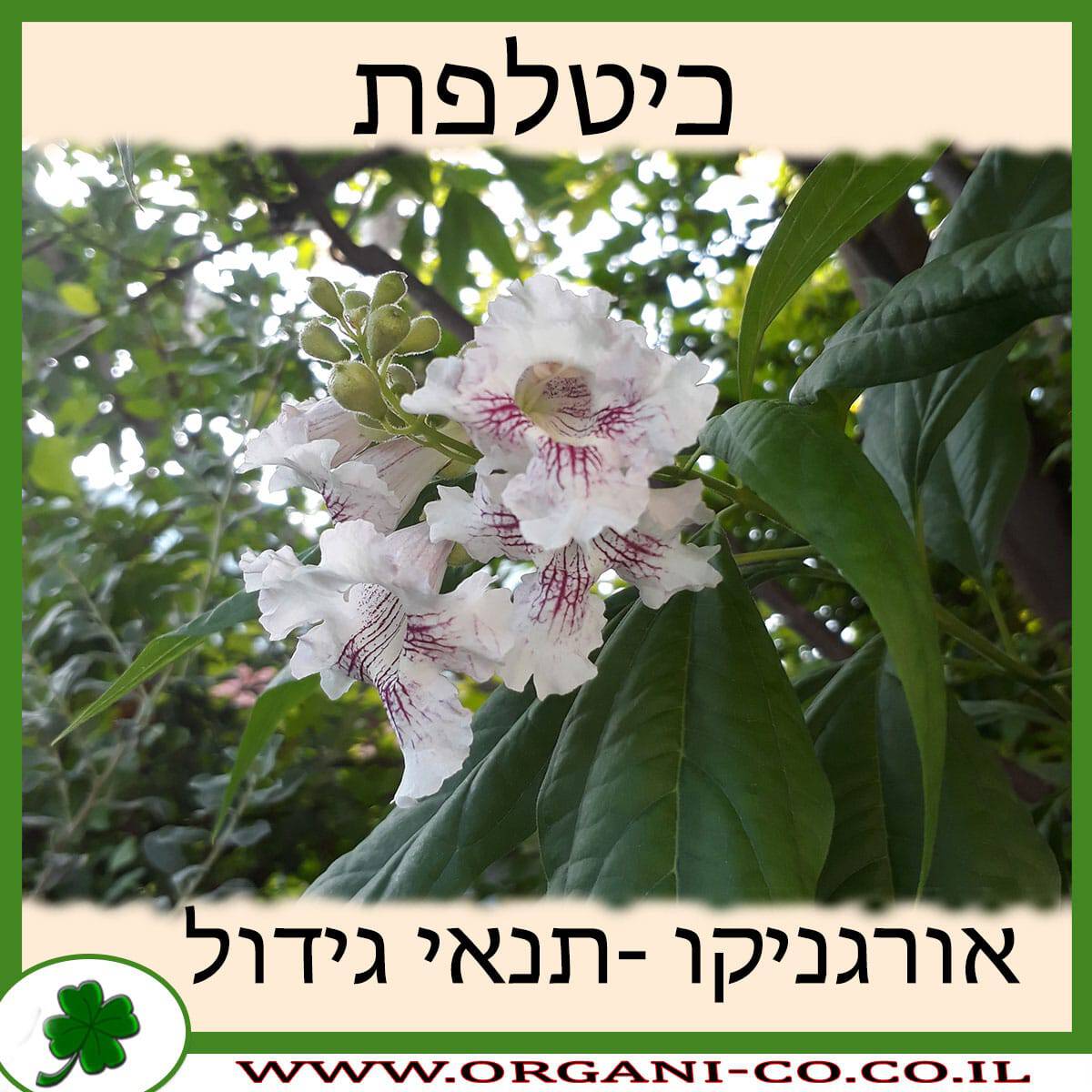 כיטלפת