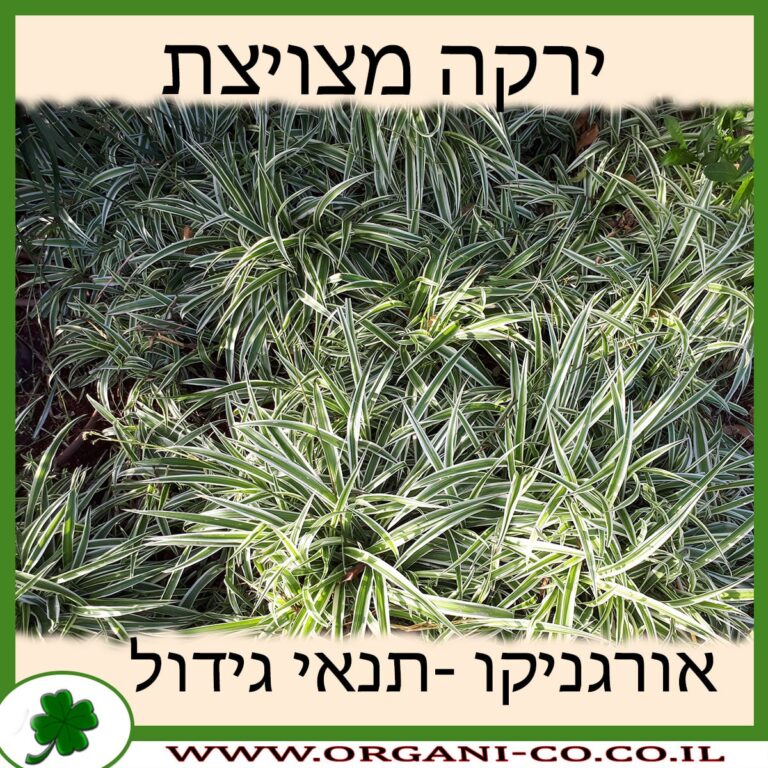 ירקה מצויצת ירקה מצויצת
