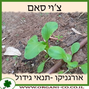 צ'וי סאם