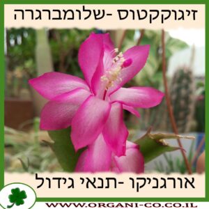 זיגוקקטוס (שלומברגרה) גידול צמח