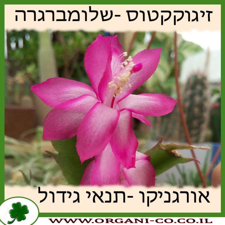 זיגוקקטוס (שלומברגרה) זיגוקקטוס (שלומברגרה) גידול צמח