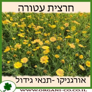 חרצית עטורה