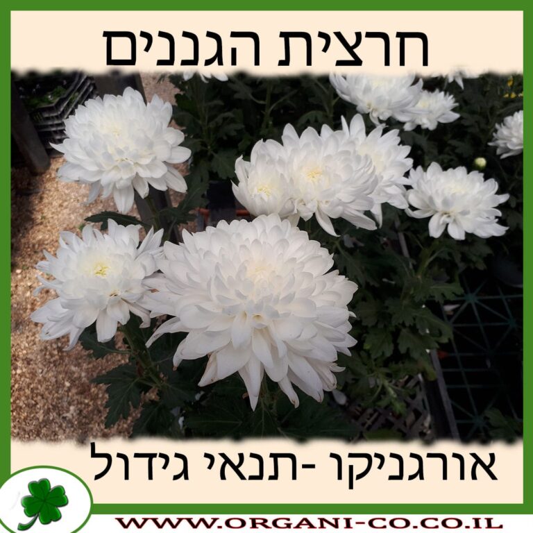 חרצית הגננים חרצית הגננים