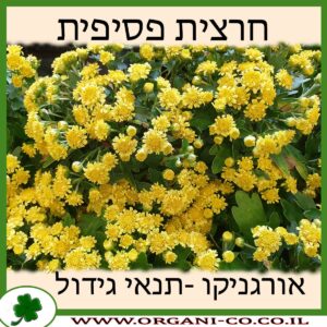 חרצית פסיפית