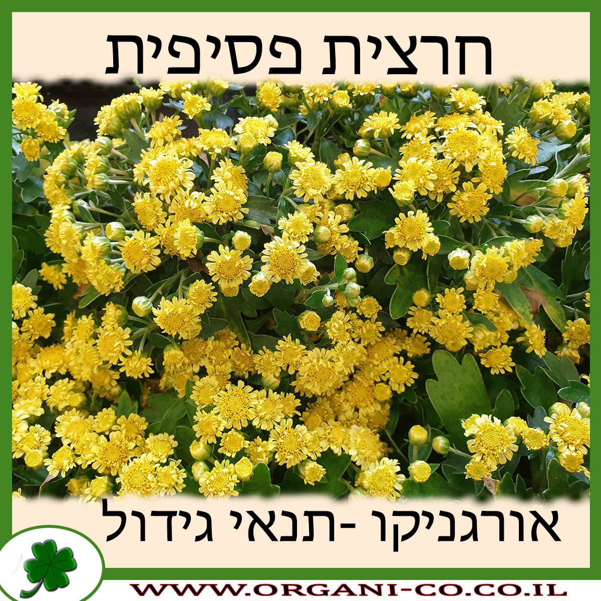 חרצית פסיפית