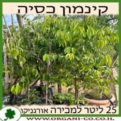 קינמון כסיה 25 ליטר