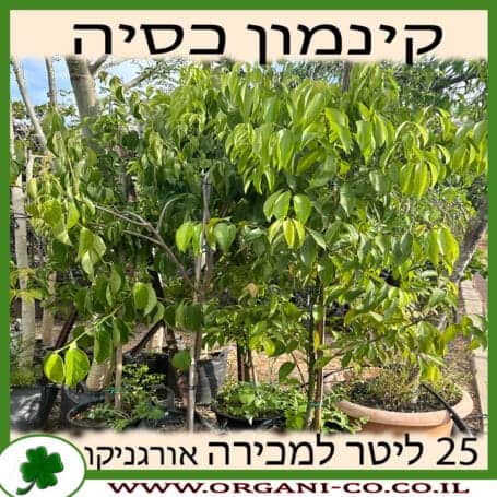 קינמון כסיה 25 ליטר למכירה - מחיר