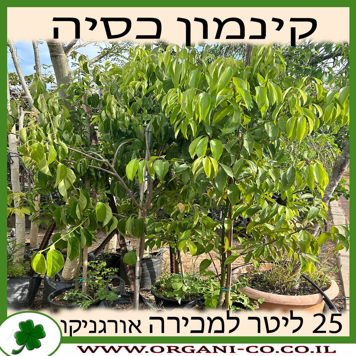 קינמון כסיה 25 ליטר למכירה - מחיר