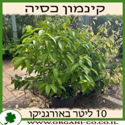 קינמון כסיה 10 ליטר