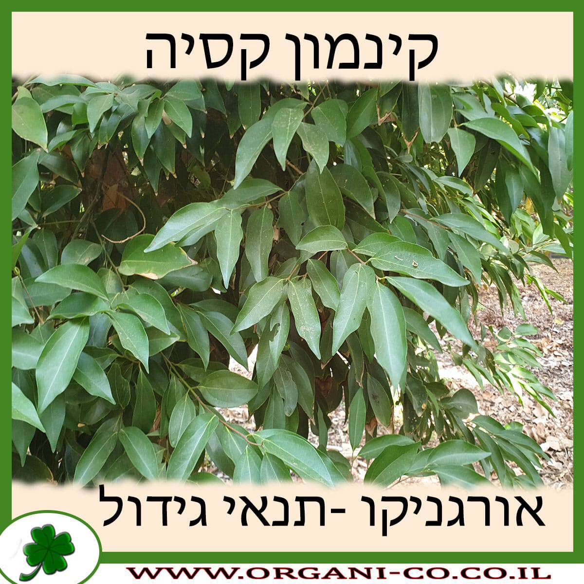 קינמון קסיה