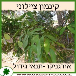 קינמון ציילוני
