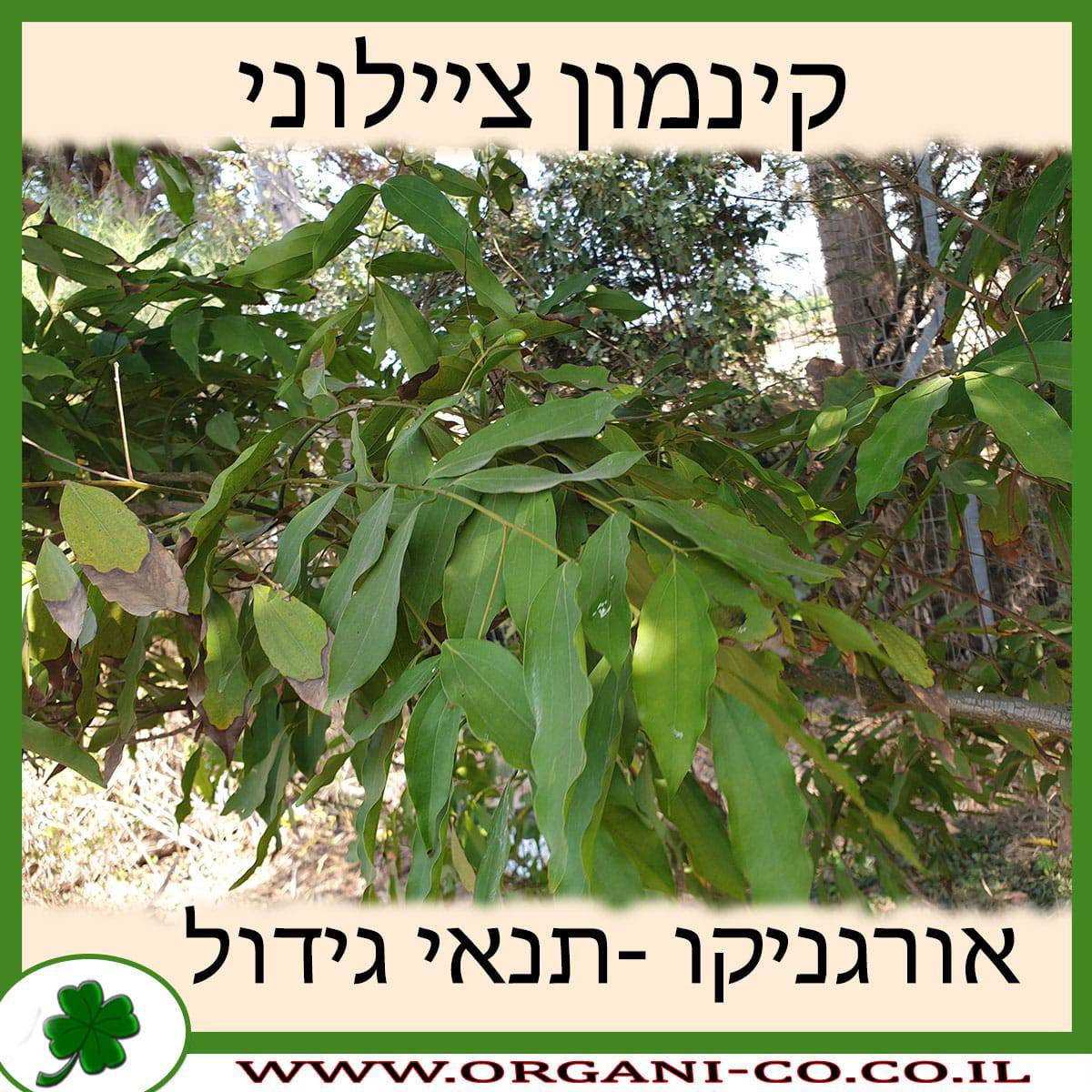 קינמון ציילוני