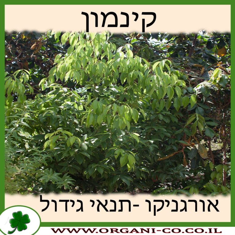 קינמון עץ קינמון גידול צמח