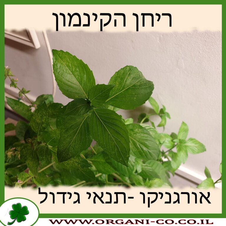 ריחן הקינמון ריחן הקינמון