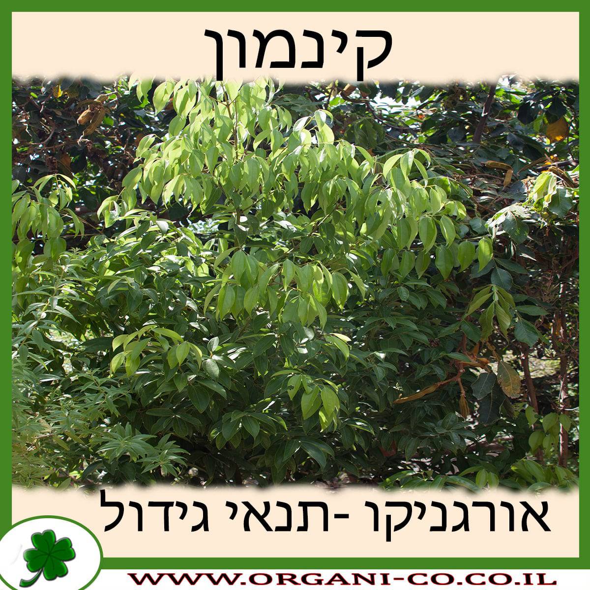 קינמון גידול צמח