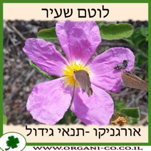 לוטם שעיר