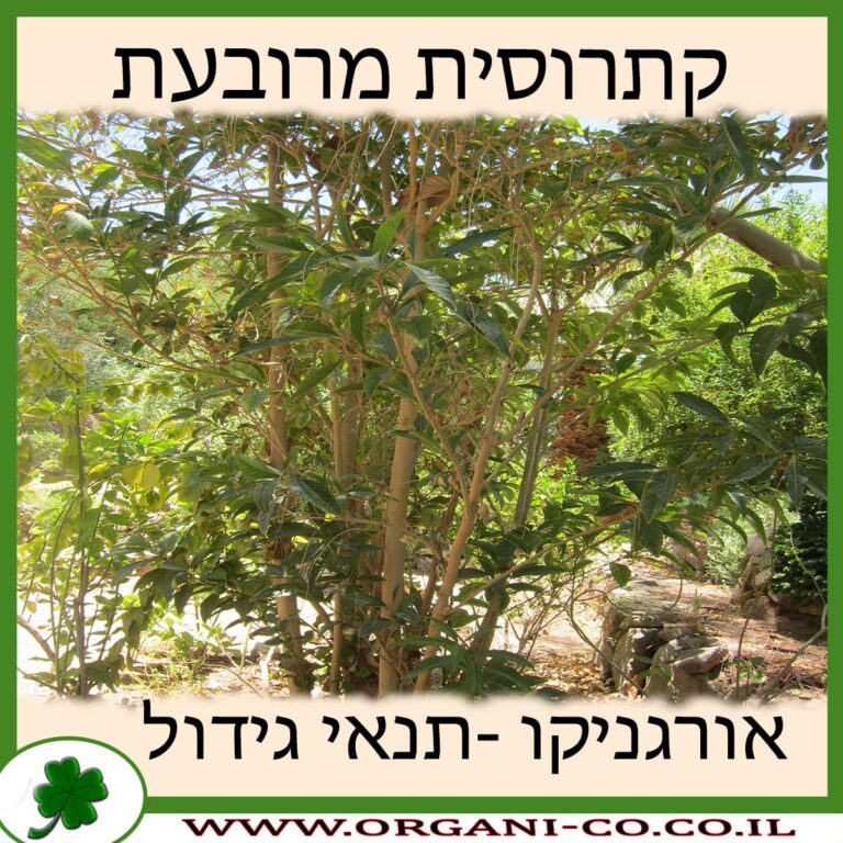 קתרוסית מרובעת קתרוסית מרובעת
