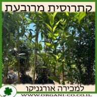 קתרוסית מרובעת למכירה - מחיר