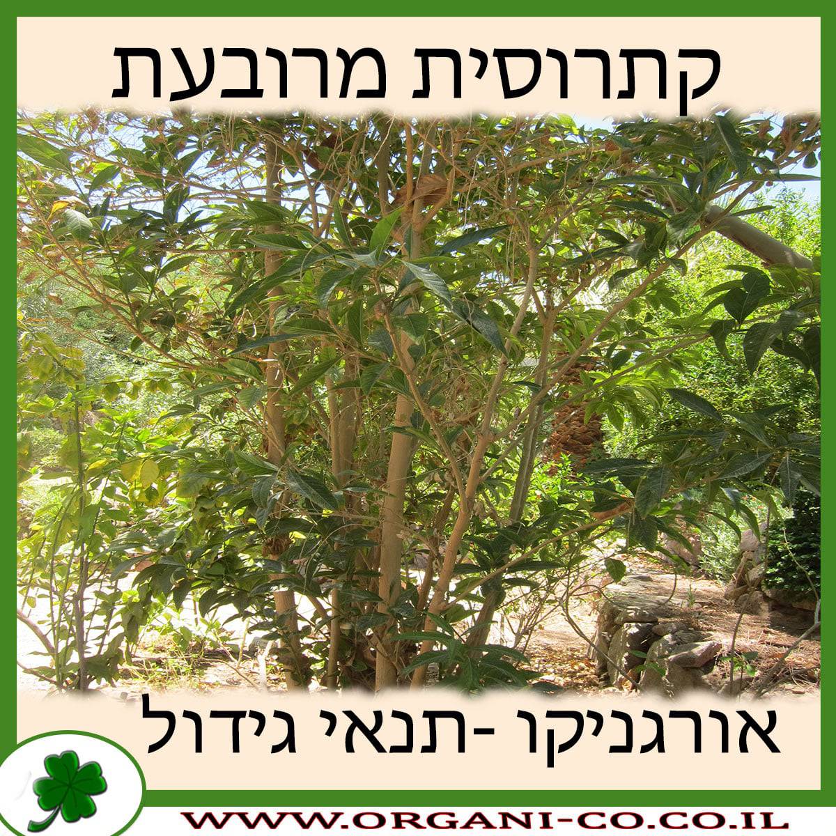 קתרוסית מרובעת