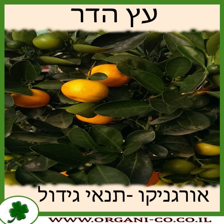 הדר עץ הדר גידול צמח