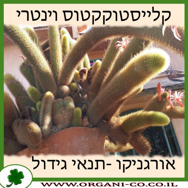 קלייסטוקקטוס וינטרי קלייסטוקקטוס וינטרי