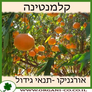 קלמנטינה גידול צמח