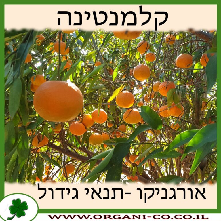 קלמנטינה קלמנטינה גידול צמח