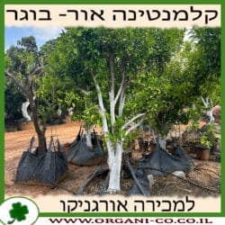 קלמנטינה אור בוגר 6-7 צול
