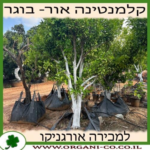 קלמנטינה אור בוגר 6-7 צול למכירה - מחיר