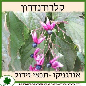 קלרודנדרון