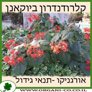 קלרודנדרון ביוקאנן