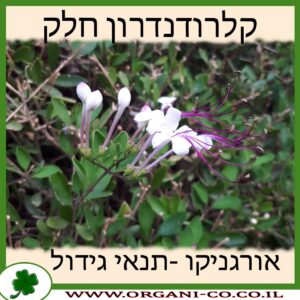 קלרודנדרון חלק