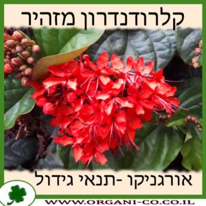 קלרודנדרון מזהיר