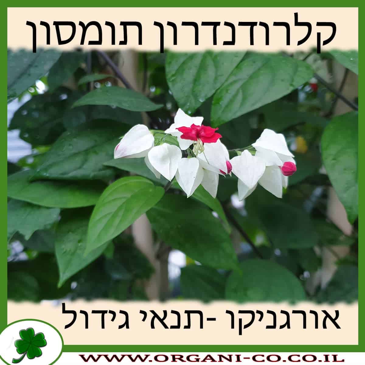 קלרודנדרון תומסון