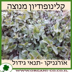 קלינופודיון מנוצה