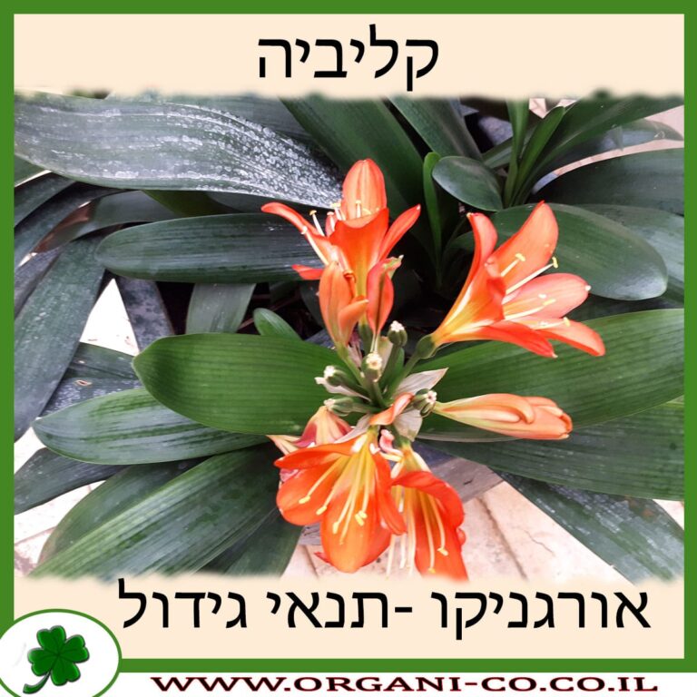 קליביה קליביה