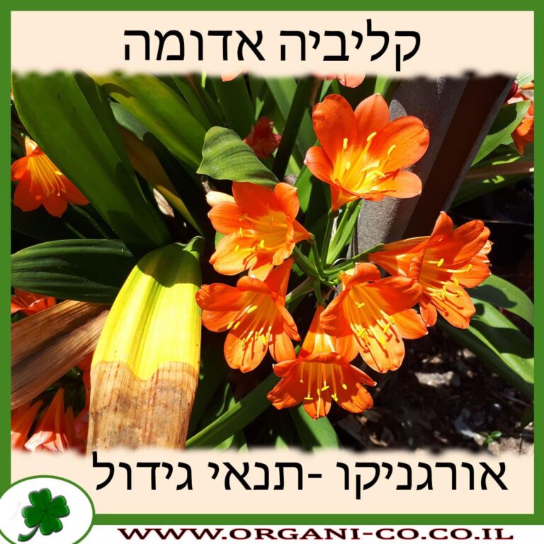 קליביה אדומה קליביה אדומה