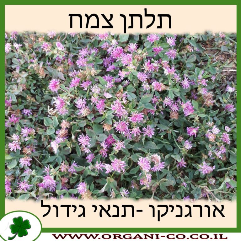 תלתן צמח