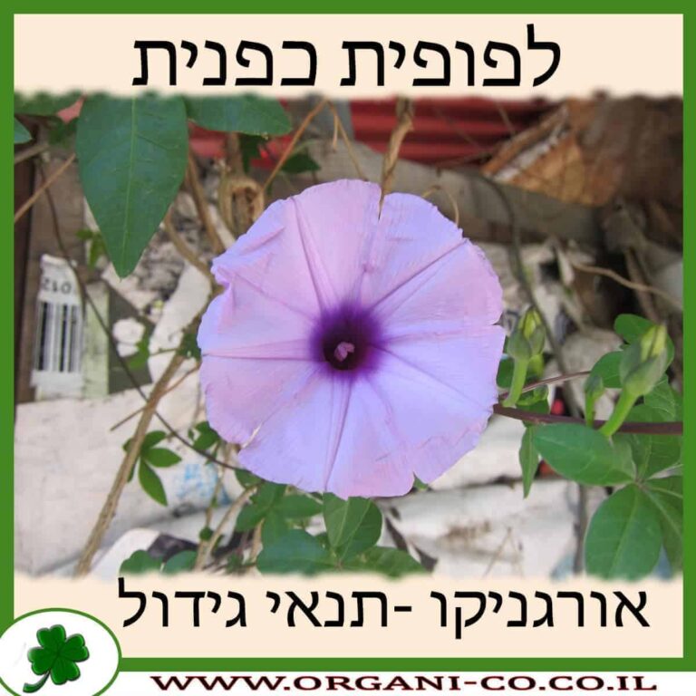 לפופית כפנית לפופית כפנית תנאי גידול