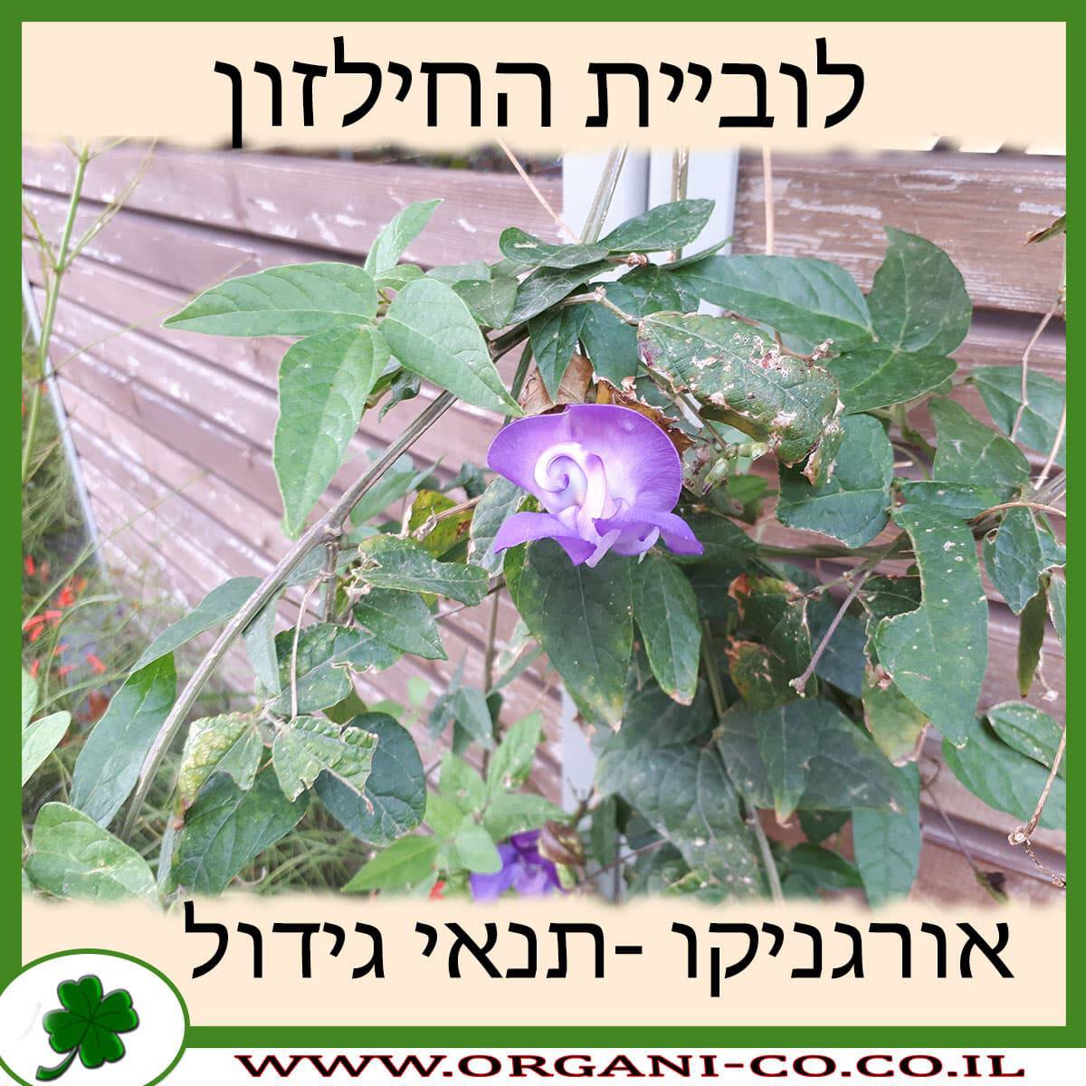 לוביית החילזון