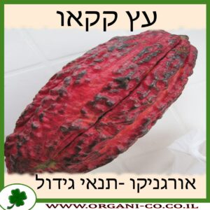 עץ קקאו גידול צמח