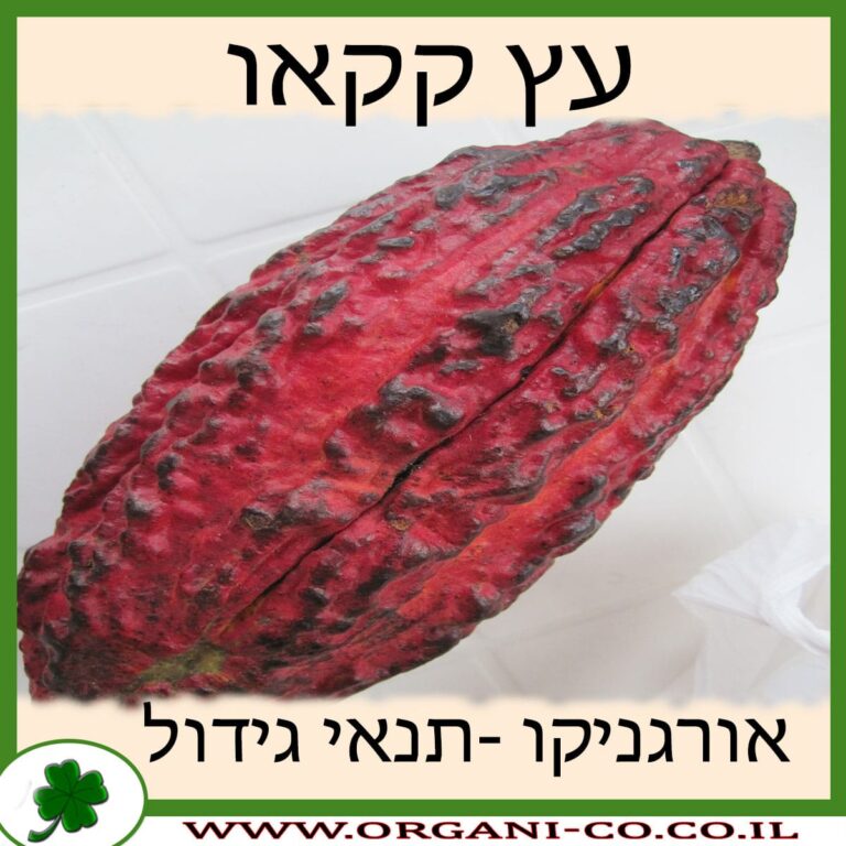 קקאו עץ עץ קקאו גידול צמח