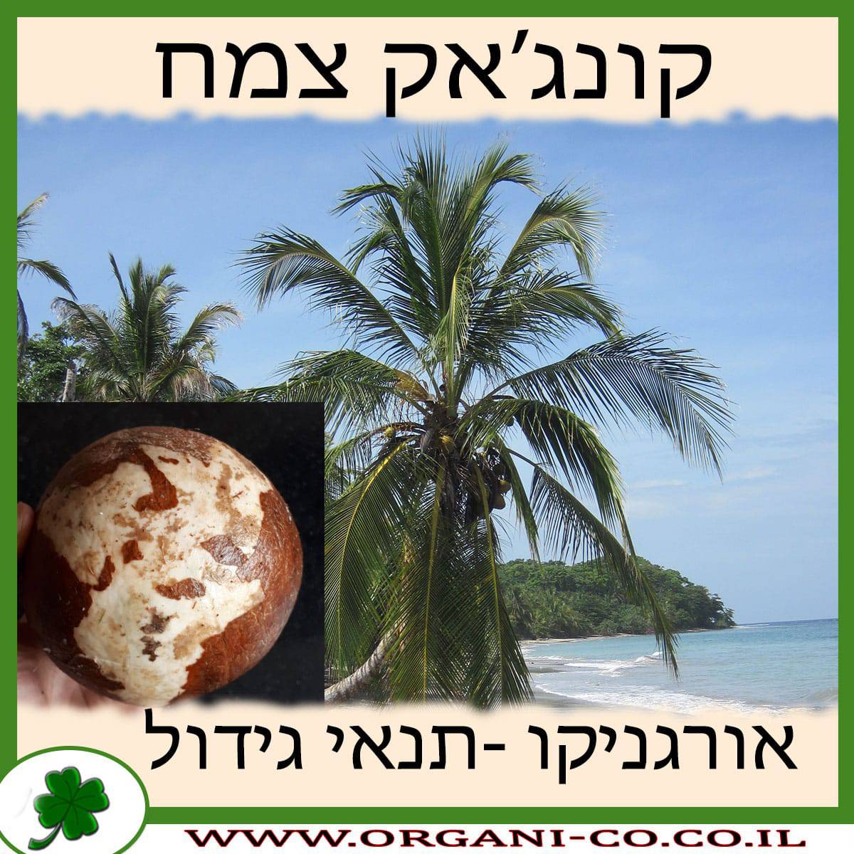 קוקוס גידול צמח