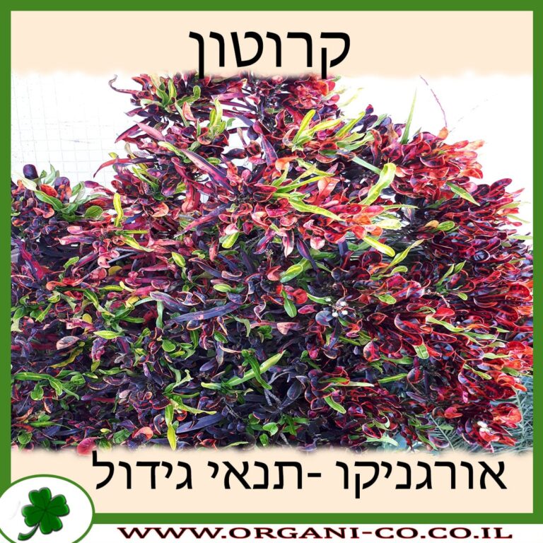 קרוטון קרוטון