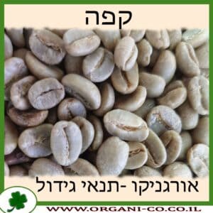 קפה גידול צמח