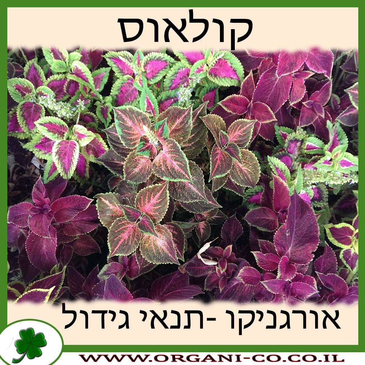 קולאוס (נדנונית המכלוא) גידול צמח