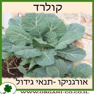 קולרד גידול צמח